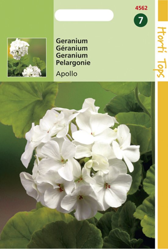 Geranium Apollo F1 (Pelargonium zonale) 10 zaden